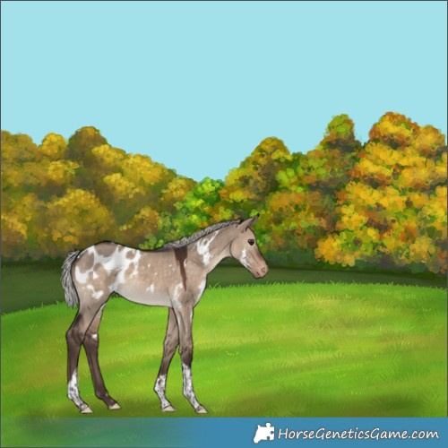 Horse Color:White Spotted Silver Brown Dun Tobiano Appaloosa 