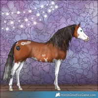 Horse Color:Bay Splash Rabicano 