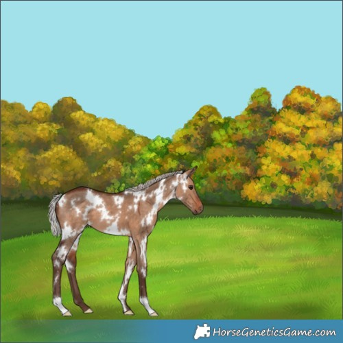 Horse Color:White Spotted Silver Bay Dun 