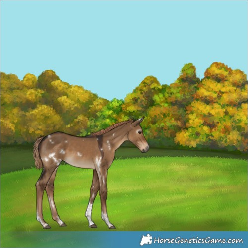 Horse Color:Gray White Spotted Liver Red Dun Tobiano 