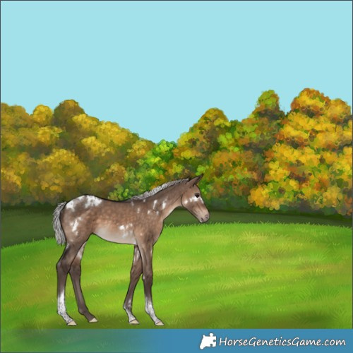 Horse Color:White Spotted Silver Brown Dun Tobiano 