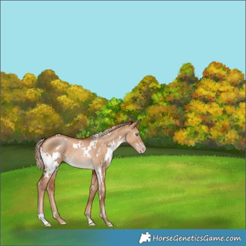 Horse Color:Gray White Spotted Gold Champagne Dun 