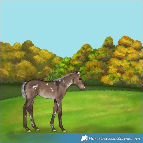 Horse Color:White Spotted Silver Brown Dun 