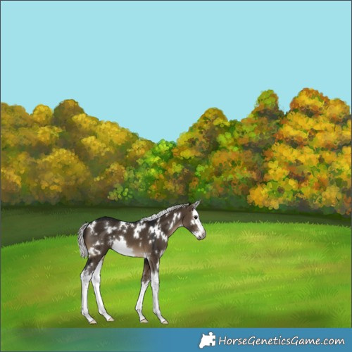 Horse Color:Gray White Spotted Silver Brown Dun Splash 