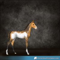 Horse Color:Buckskin Frame Appaloosa 