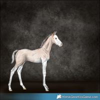 Horse Color:Silver Classic Champagne Roan Splash Rabicano