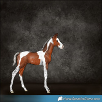 Horse Color:Silver Brown Splash Tobiano Appaloosa Rabicano 