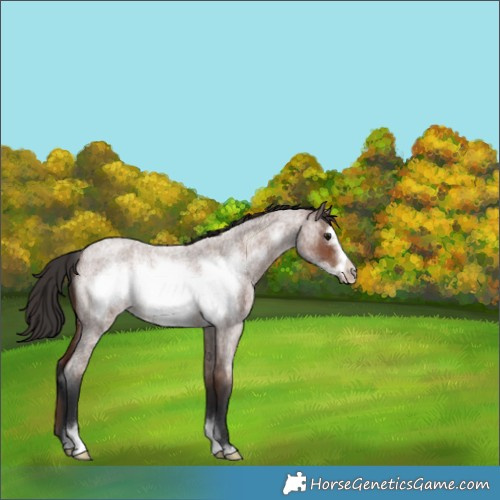 Horse Color:Brown Roan Frame 