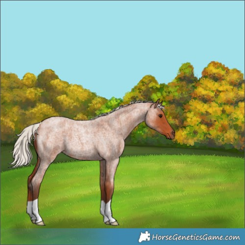 Horse Color:Silver Bay Roan