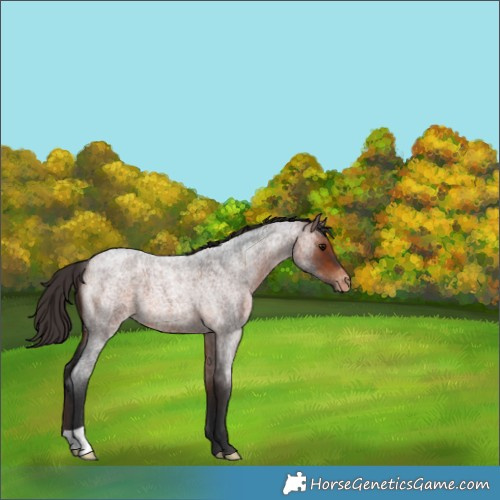 Horse Color:Bay Roan Appaloosa