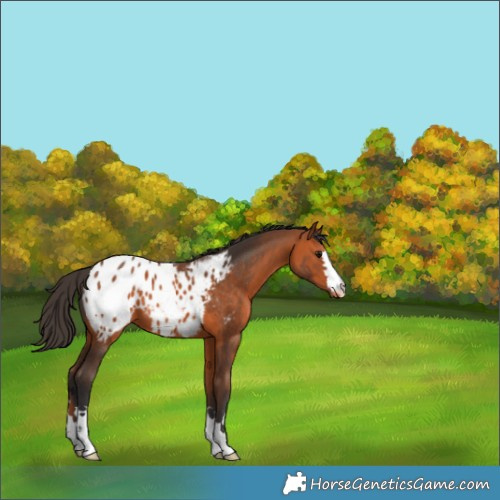 Horse Color:Bay Appaloosa 