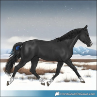 Horse Color:Black 