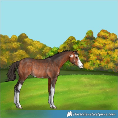 Horse Color:Bay Sabino Rabicano 
