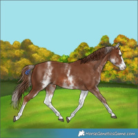 Horse Color:White Spotted Chestnut Splash 
