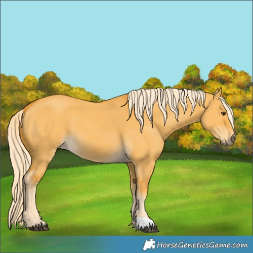 Horse Color:Palomino Dun 
