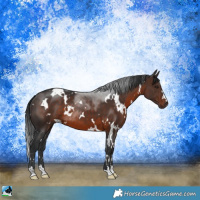 Horse Color:White Spotted Brown 