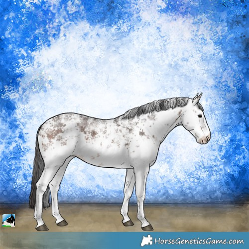 Horse Color:White Spotted Brown Sabino