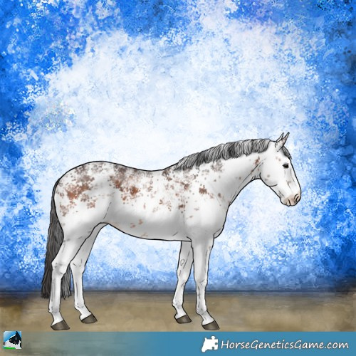 Horse Color:White Spotted Brown Sabino 