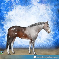 Horse Color:White Spotted Brown
