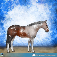 Horse Color:White Spotted Brown