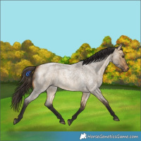 Horse Color:Buckskin Roan Dun 