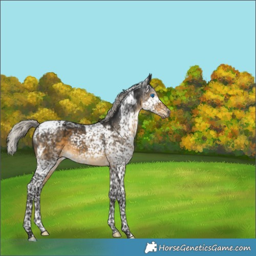 Horse Color:Gray Silver Buckskin Splash Tobiano Appaloosa 