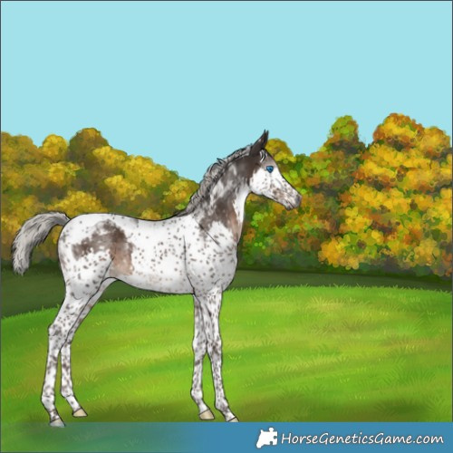 Horse Color:Gray Silver Black Splash Tobiano Appaloosa 