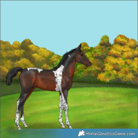 Horse Color:Brown Tobiano 