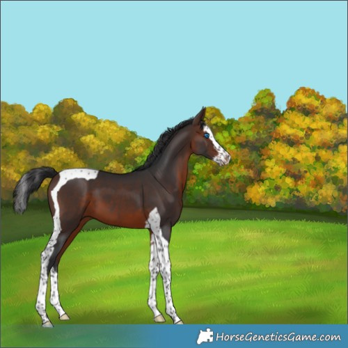 Horse Color:Brown Splash Tobiano 