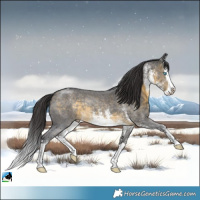 Horse Color:White Spotted Buckskin Splash Rabicano 