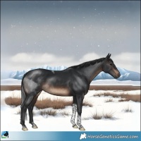 Horse Color:White Spotted Brown Tobiano Rabicano 