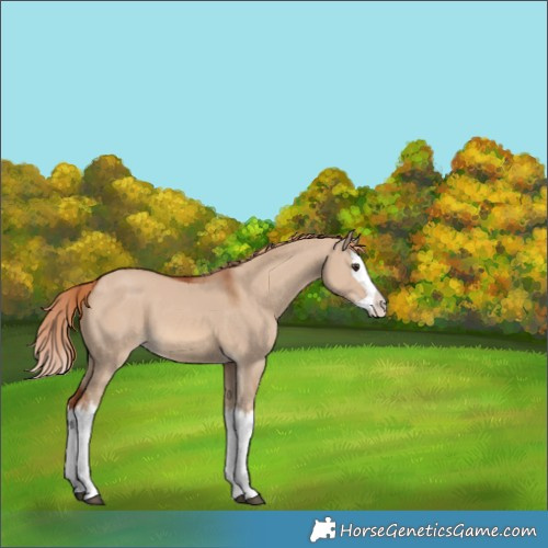 Horse Color:Red Dun Splash 