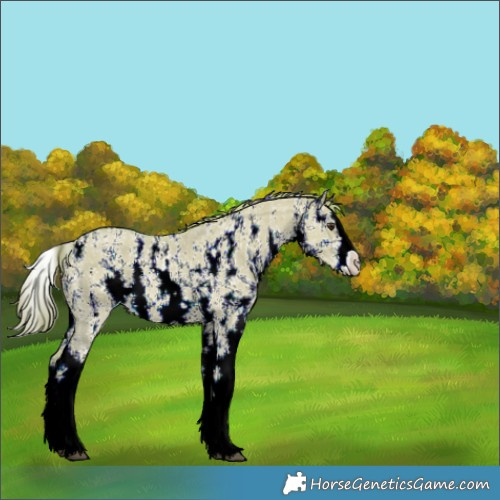 Horse Color:Watercolor Red Dun Sabino Splash 