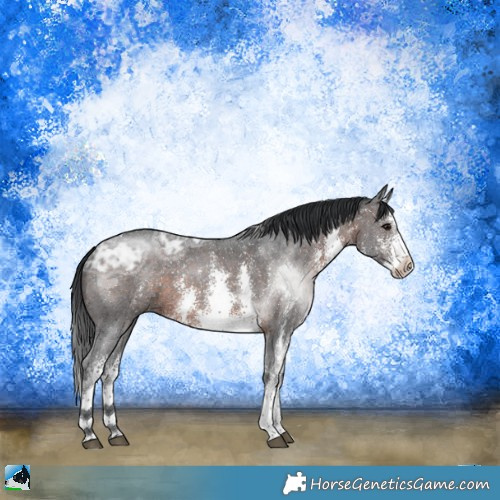 Horse Color:White Spotted Brown Ice Sabino Rabicano