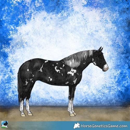 Horse Color:White Spotted Black Ice 