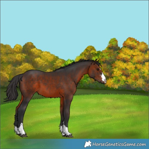 Horse Color:Brown 