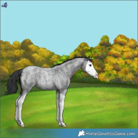 Horse Color:Midnight Blue Roan Splash