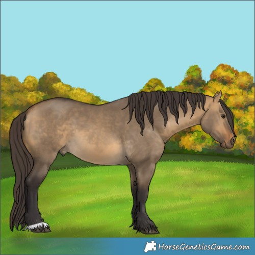 Horse Color:Buckskin Dun 
