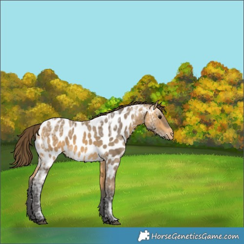 Horse Color:Buckskin Ice Appaloosa 