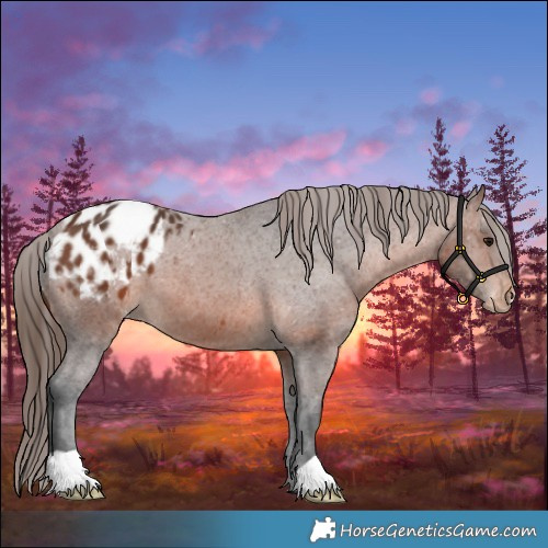 Horse Color:Brown Appaloosa 