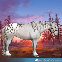 Horse Color:Brown Appaloosa 