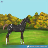 Horse Color:White Spotted Liver Chestnut Tobiano 