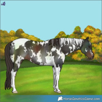 Horse Color:White Spotted Liver Chestnut Tobiano Rabicano