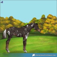 Horse Color:White Spotted Liver Chestnut 