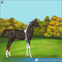 Horse Color:Liver Chestnut Tobiano 