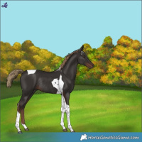Horse Color:Liver Chestnut Tobiano Rabicano 