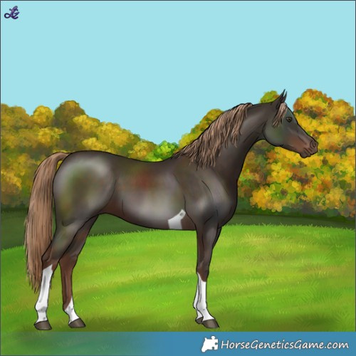 Horse Color:Liver Chestnut Tobiano