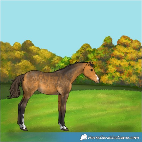 Horse Color:Buckskin Rabicano 