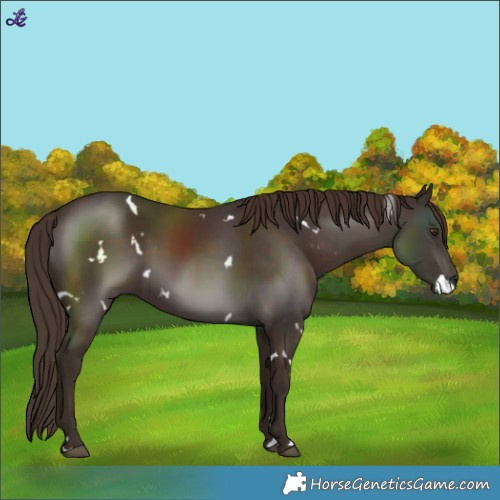 Horse Color:White Spotted Liver Chestnut 