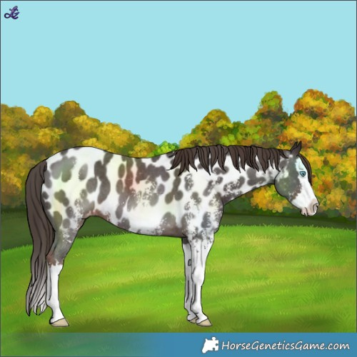 Horse Color:Liver Chestnut Sabino Splash Near Leopard 